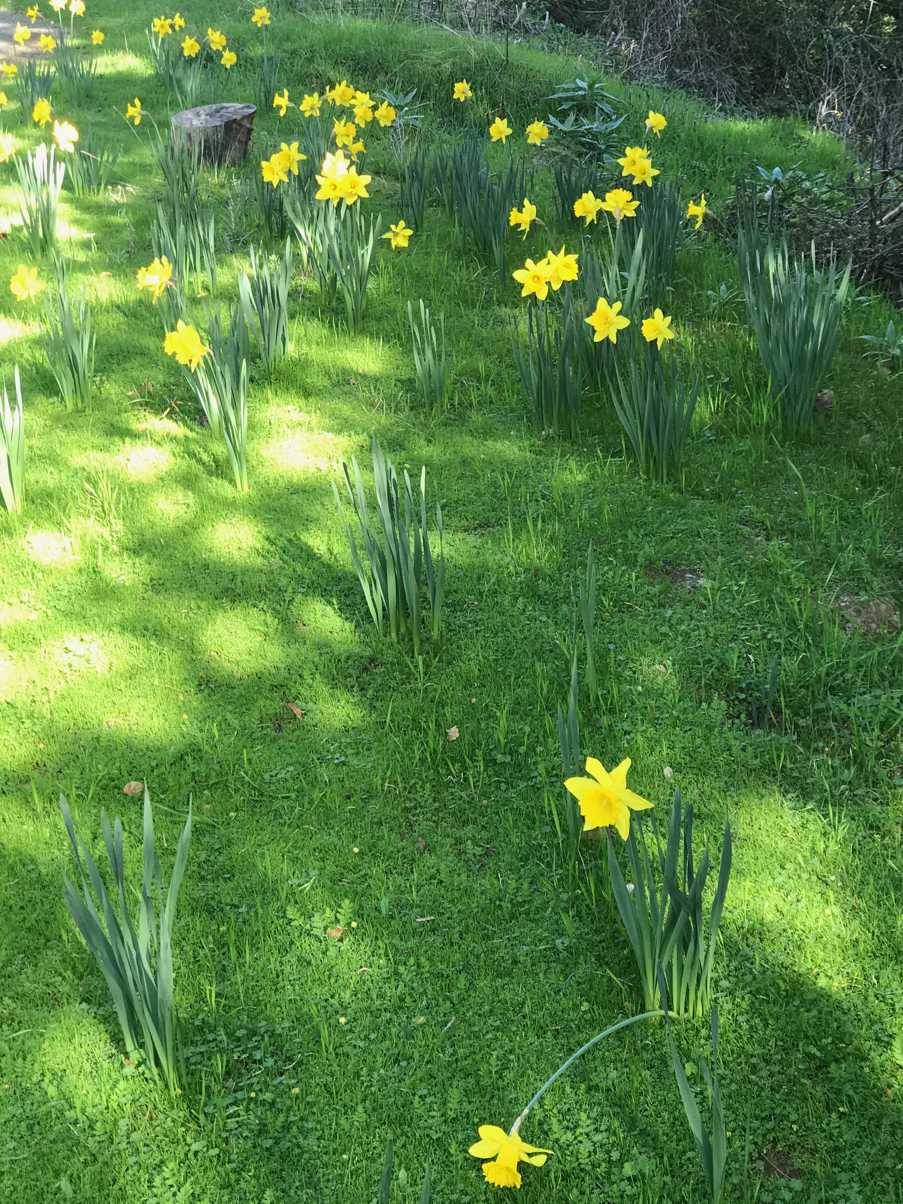 daffodils