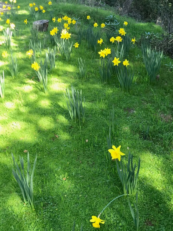 daffodils