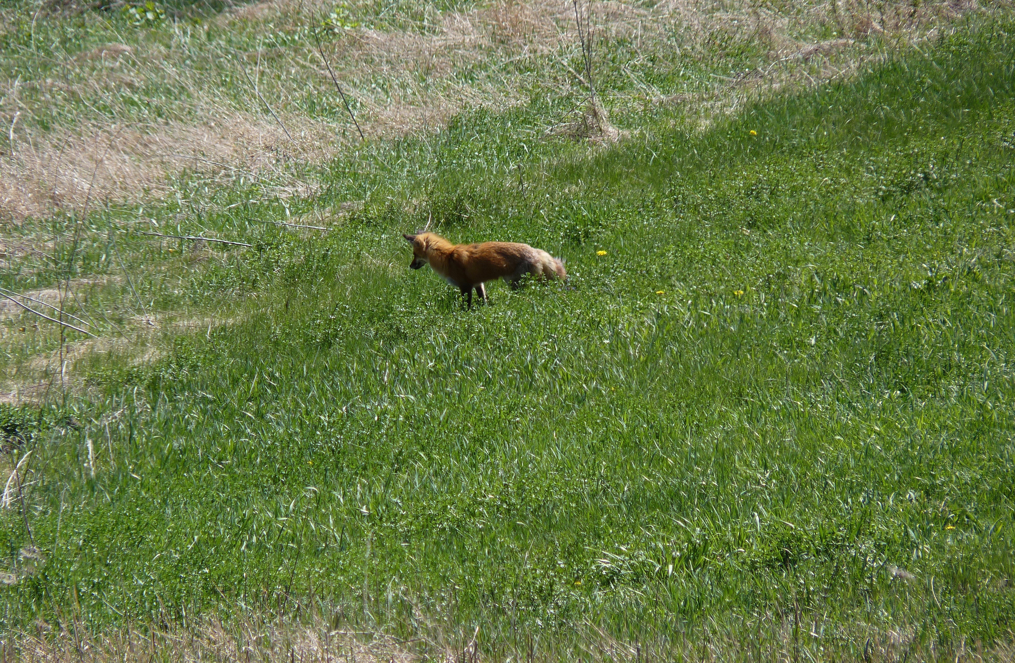 Fox in field 1