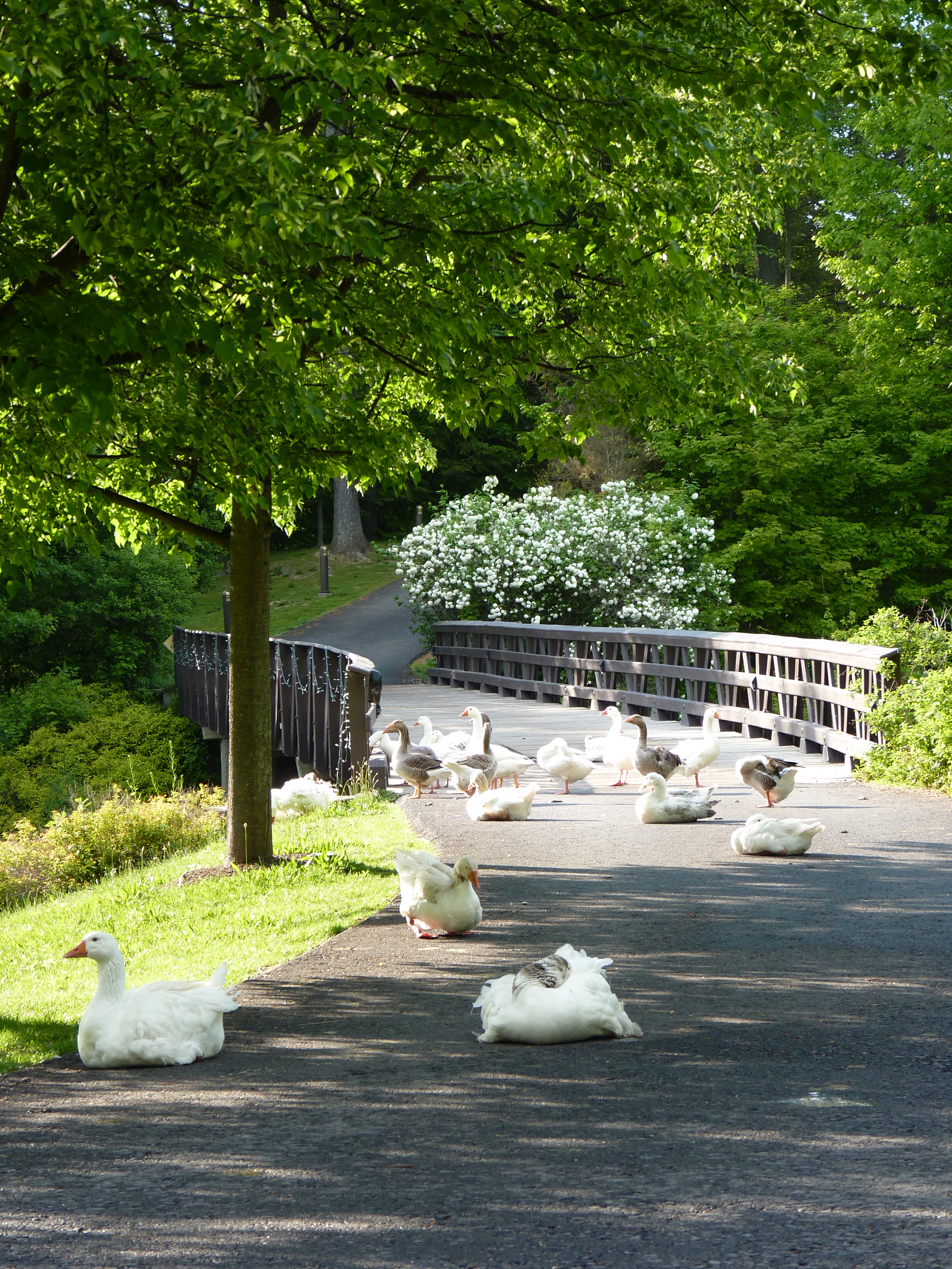 garden geese