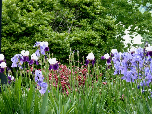 irises