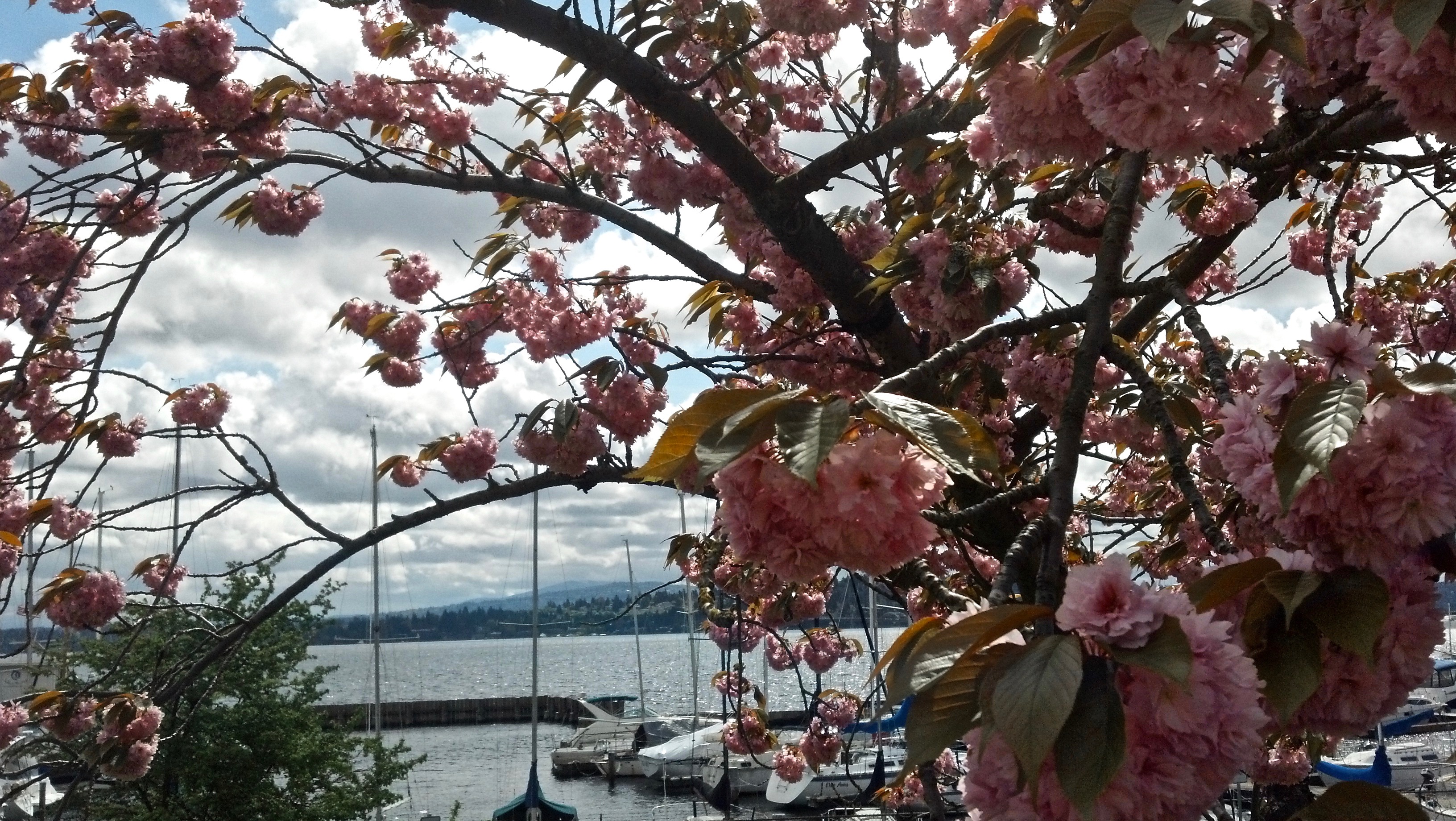Lake wahsington blossoms