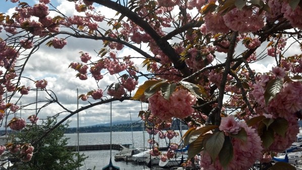 Lake wahsington blossoms