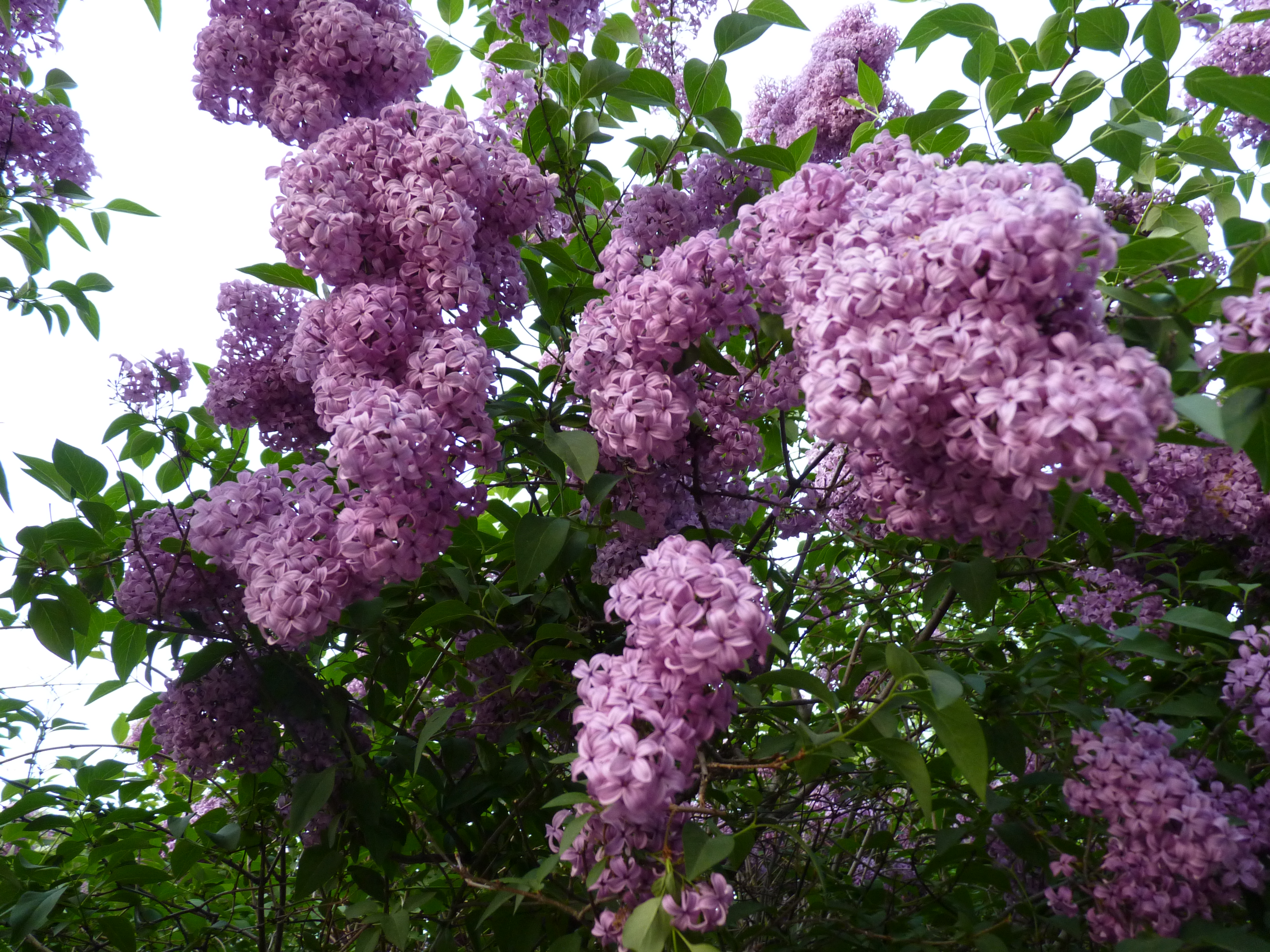 lilacs