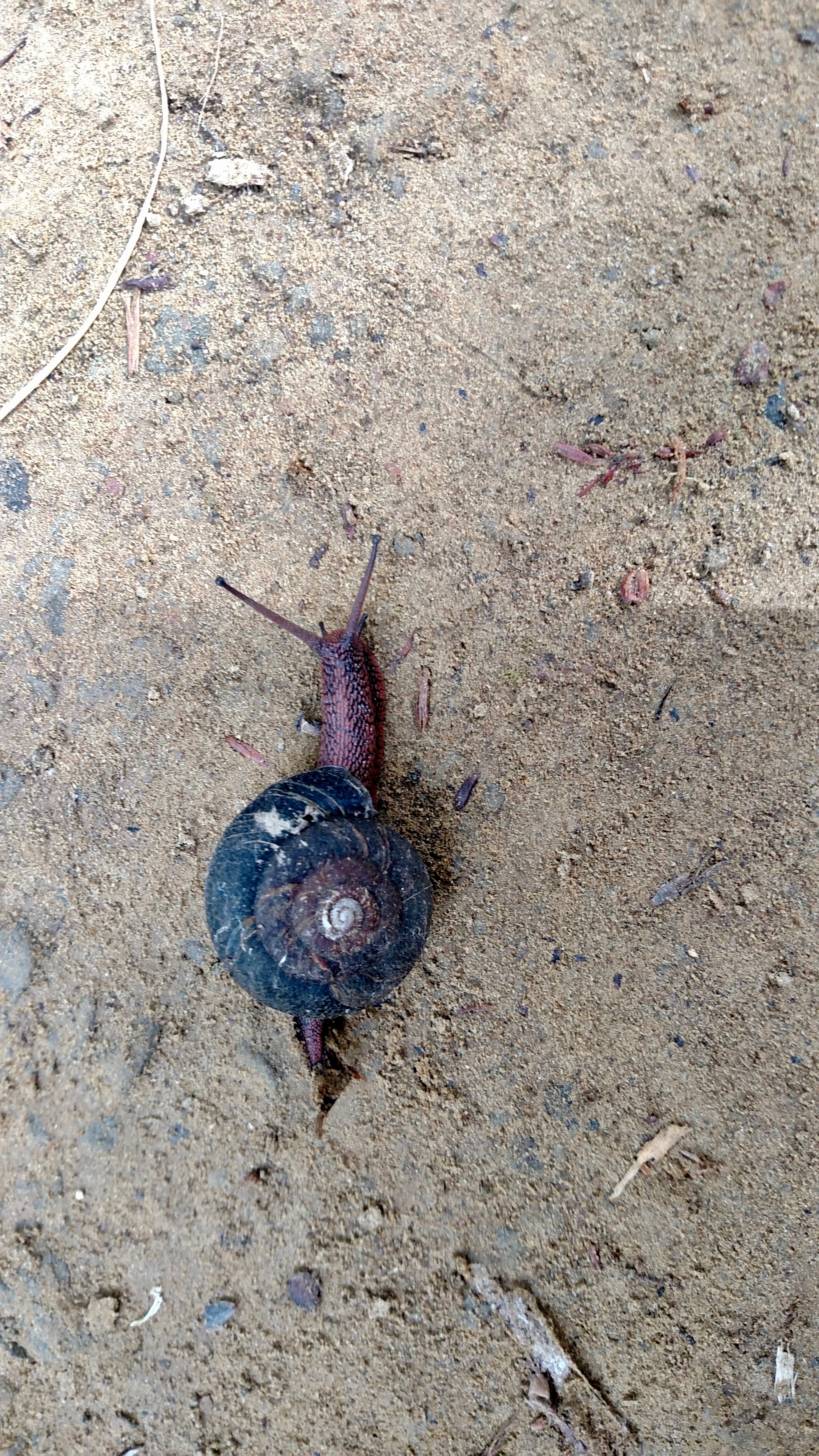 snail
