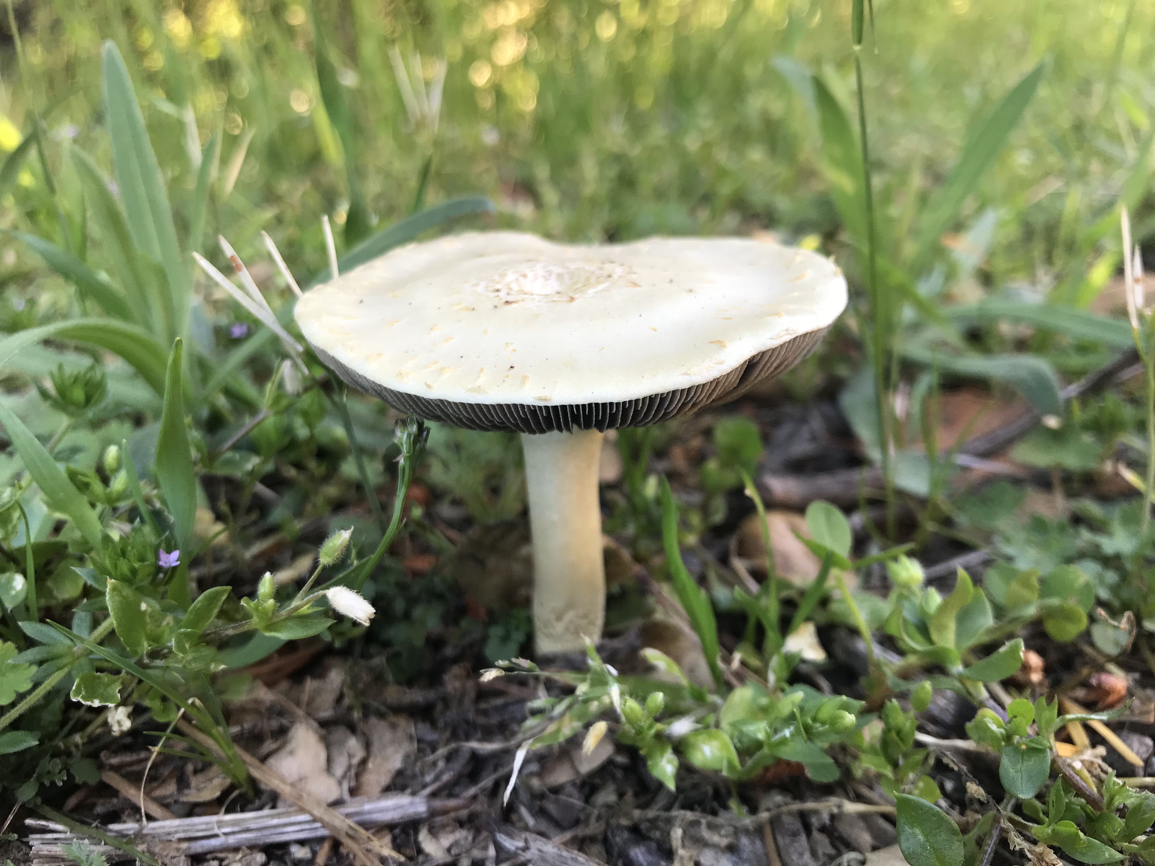 springshroom